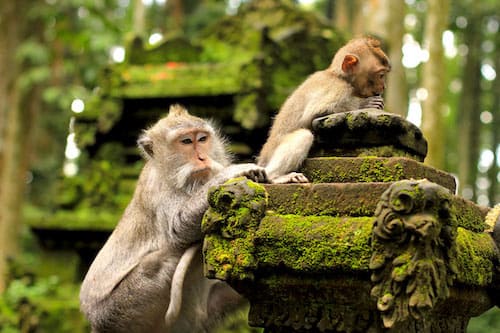Bosque de monos de Ubud